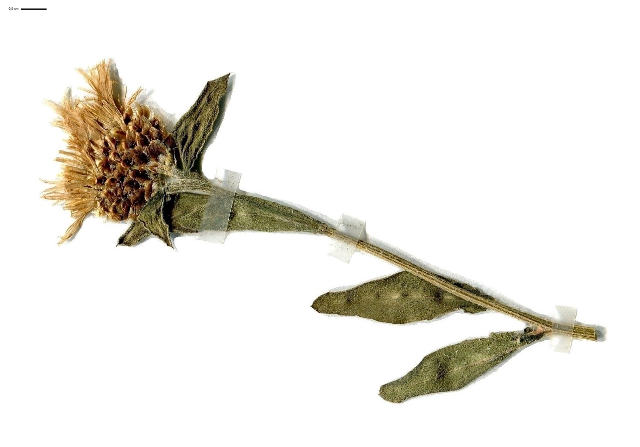 Centaurea jacea subsp. jacea (Asteraceae)